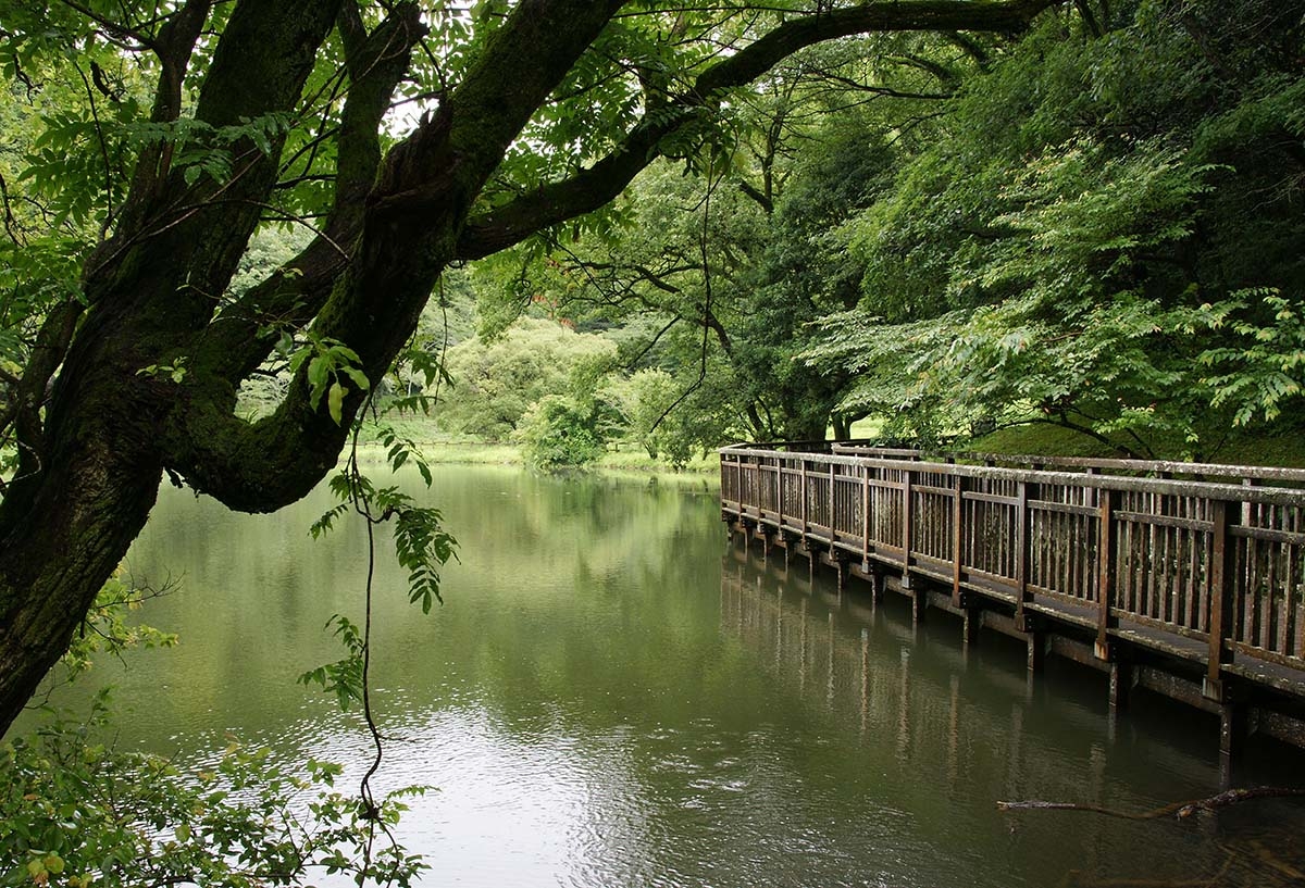 雨中の木道